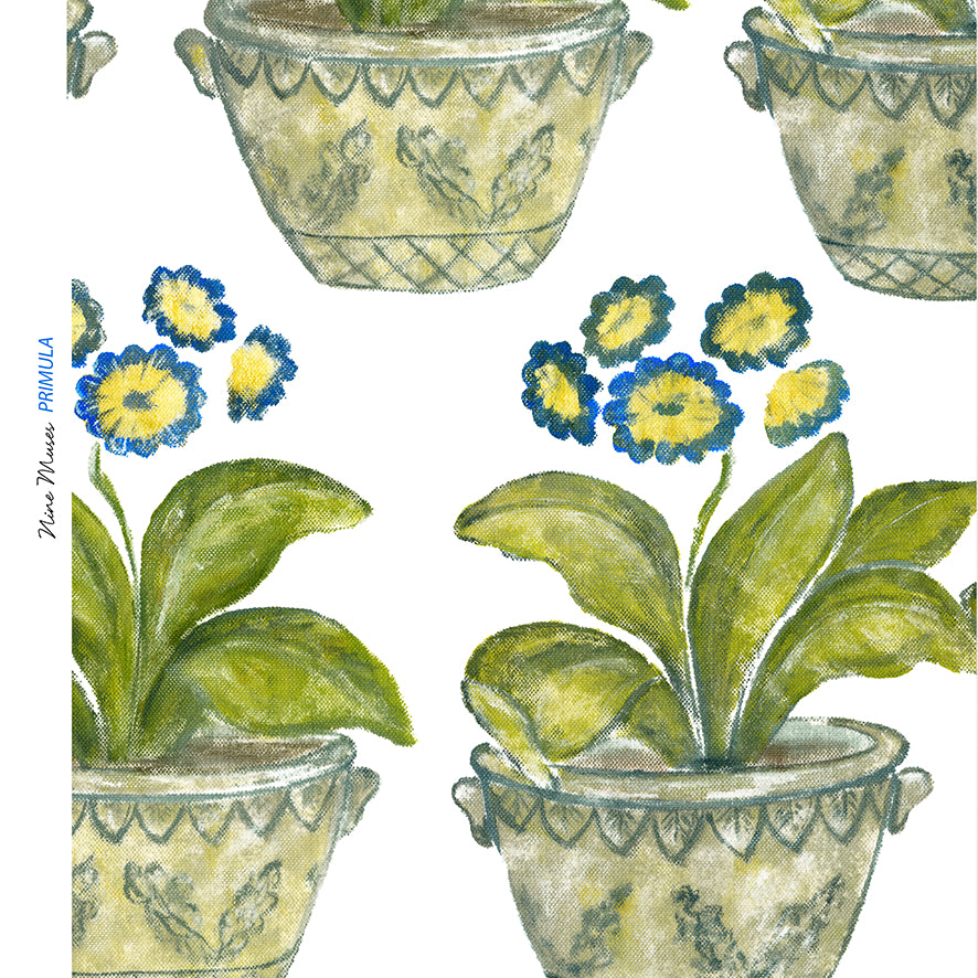 Primula SP