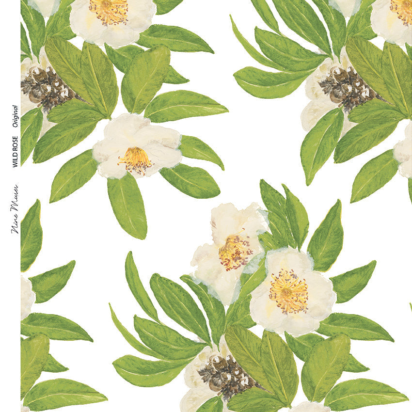 Wild Rose (Gordonia) SP